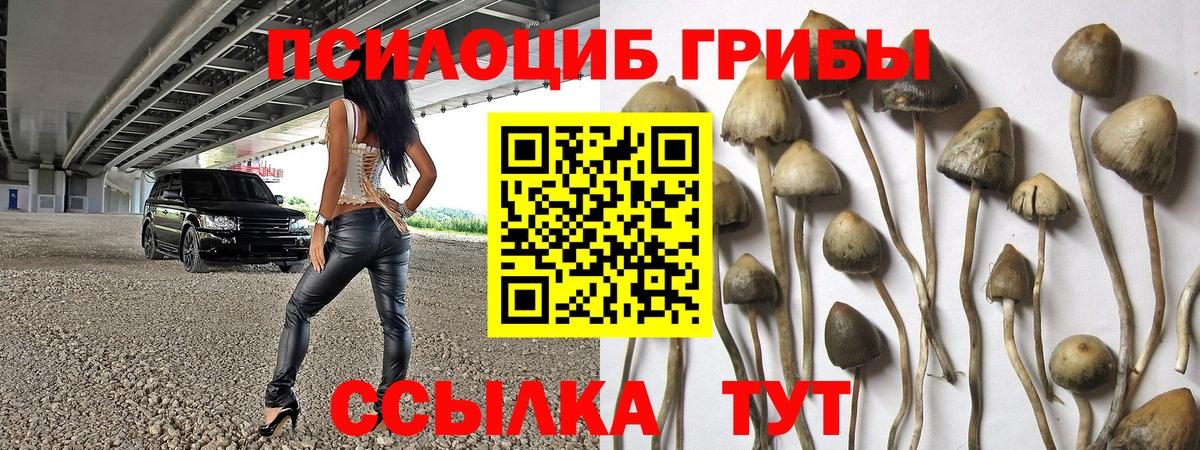 Галлюциногенные грибы Psilocybe Волжск